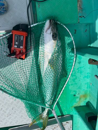 ヒラマサの釣果