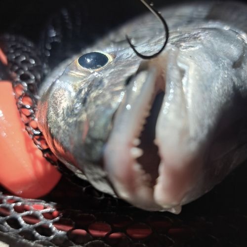 キビレの釣果