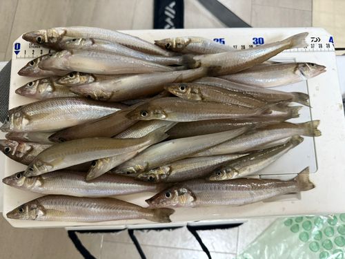 シロギスの釣果