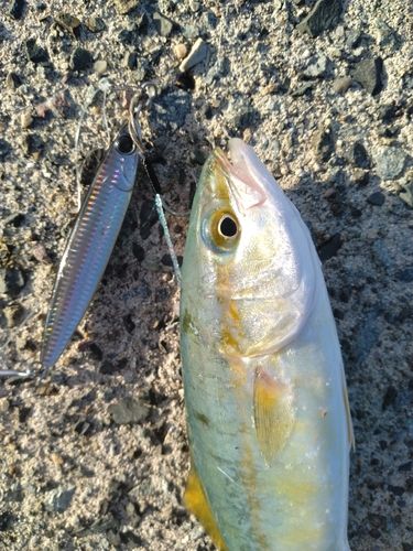 ワカシの釣果