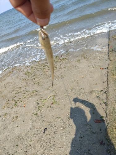 ハゼの釣果