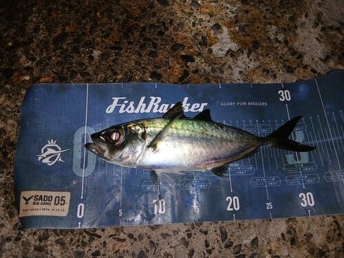 メアジの釣果
