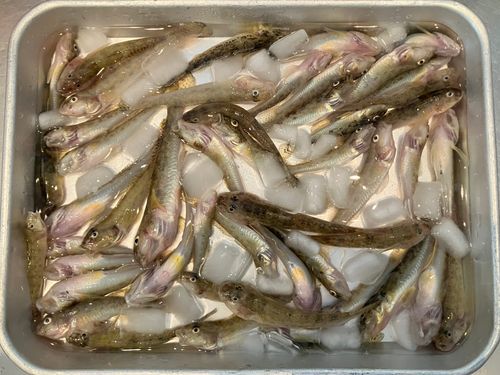 ハゼの釣果