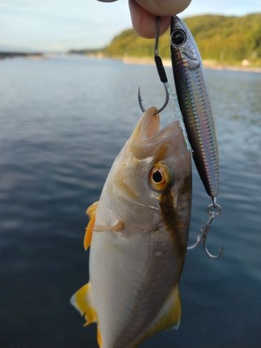 シオの釣果