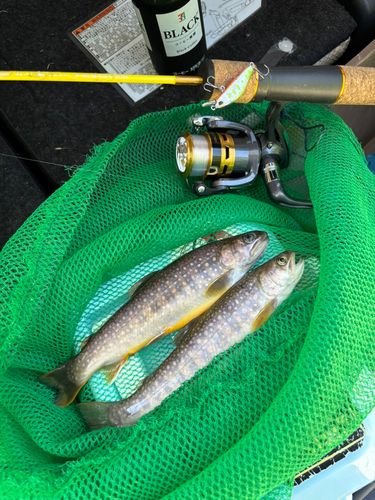 イワナの釣果