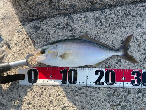 ネリゴの釣果