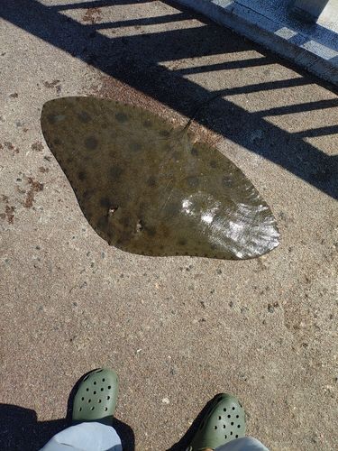 カマスの釣果