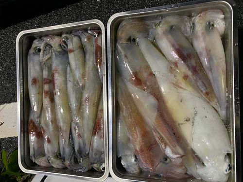 シロイカの釣果