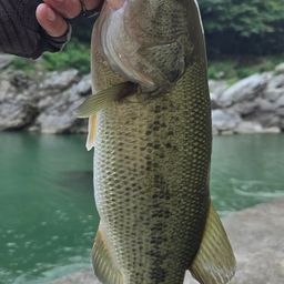 ブラックバス