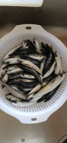 サバの釣果
