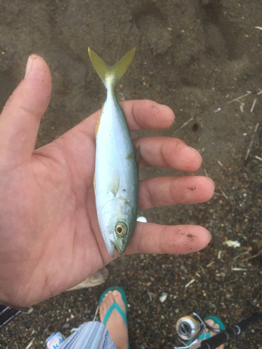 ワカシの釣果