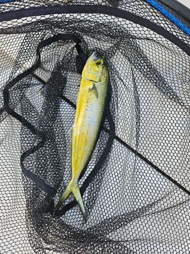 シイラの釣果