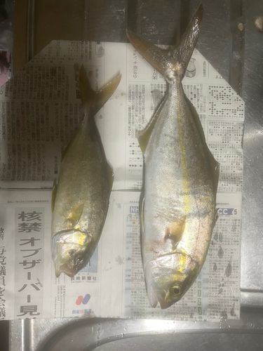 ネリゴの釣果