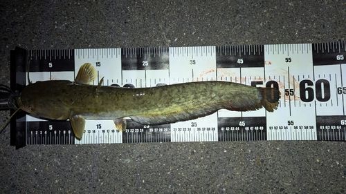 ナマズの釣果