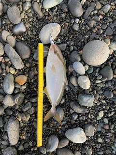 ショゴの釣果