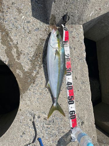 ワラサの釣果