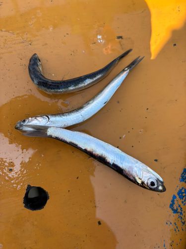 カタクチイワシの釣果