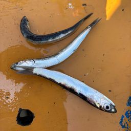 カタクチイワシ