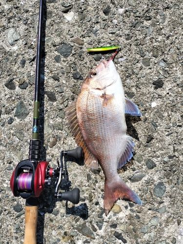 マダイの釣果
