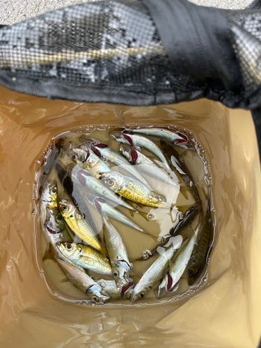 アジの釣果