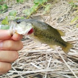 ラージマウスバス