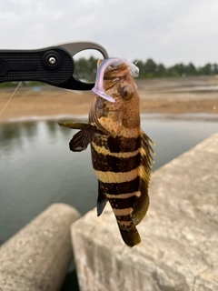 アオハタの釣果