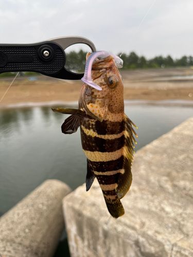 アオハタの釣果