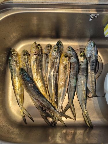 シイラの釣果