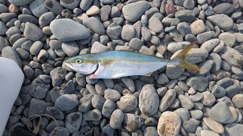 ワカシの釣果