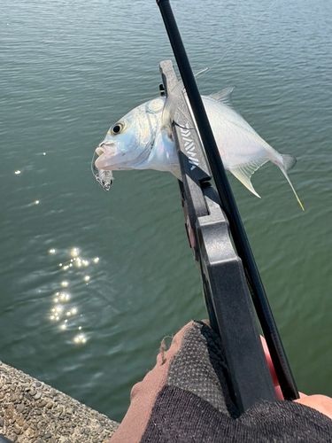 メッキの釣果