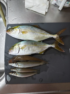 ショゴの釣果