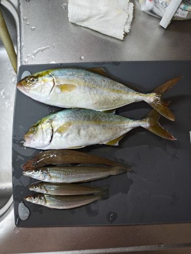 ショゴの釣果