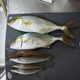 ショゴ