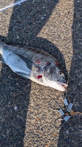 チヌの釣果