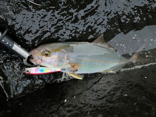 ショゴの釣果