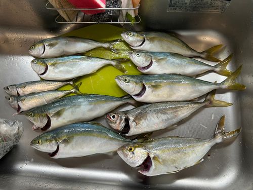 釣果