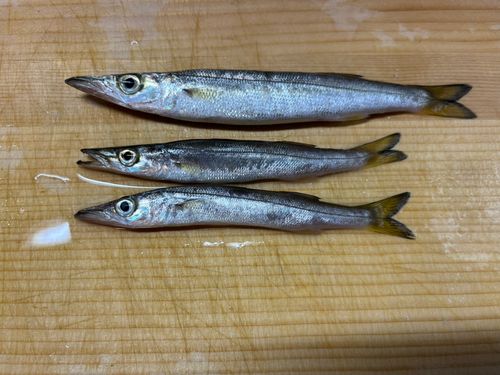カマスの釣果