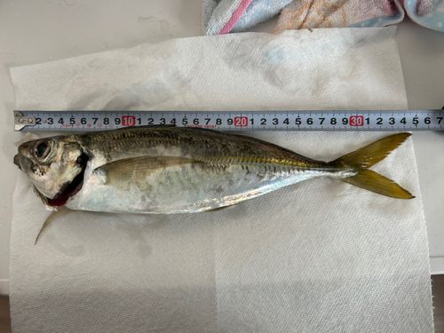 釣果