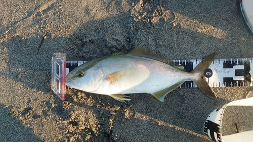 シオの釣果