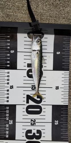 サバの釣果