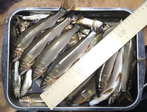 アユの釣果