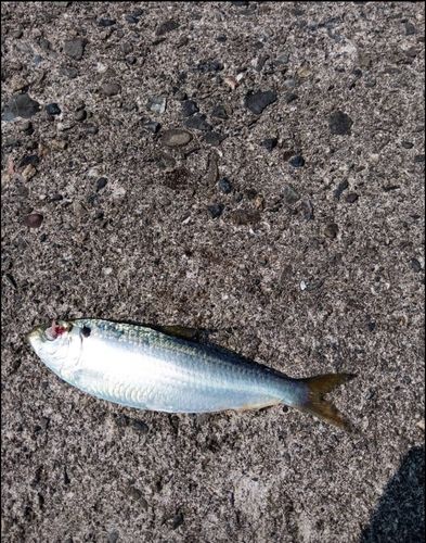 コノシロの釣果