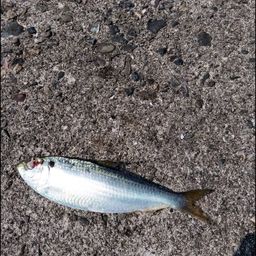 コノシロ