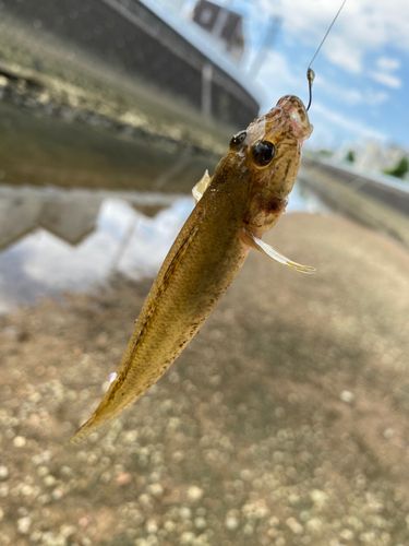 マハゼの釣果