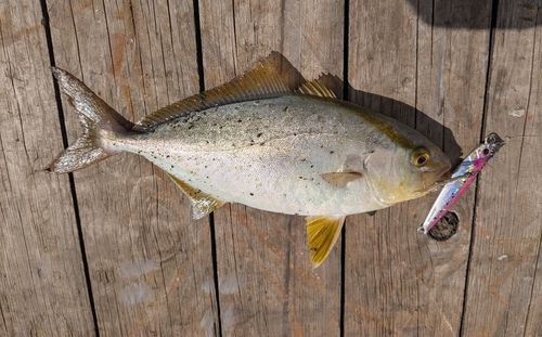 カンパチの釣果