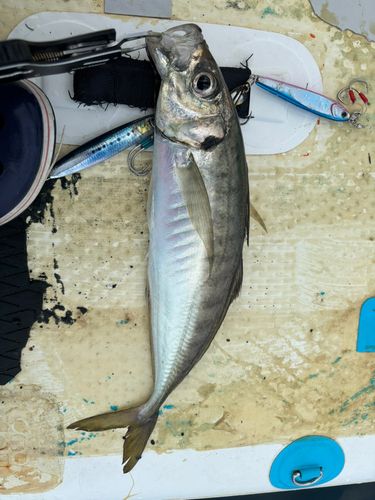 マアジの釣果