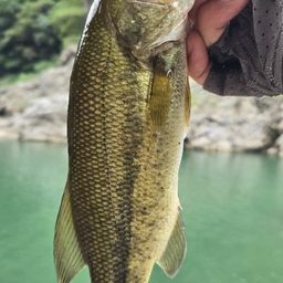 ブラックバス