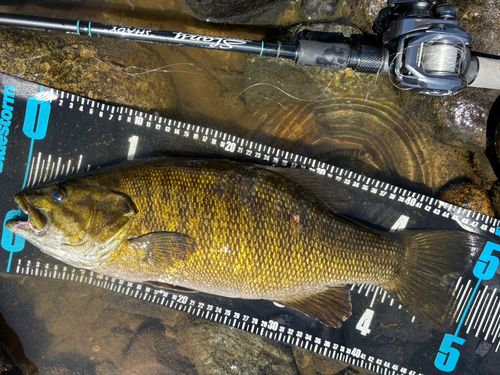 スモールマウスバスの釣果