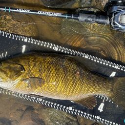 スモールマウスバス