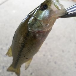 ラージマウスバス